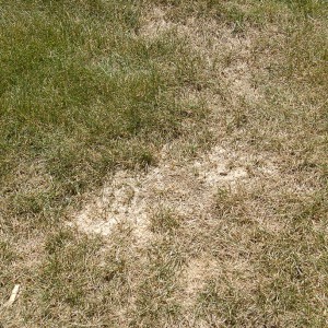dry-patches-on-lawn